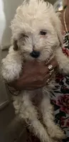 Ana, a female Maltipoo for sale in ,  – 2 of 2