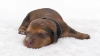 Black, a male Miniature Dachshund for sale in Farmington, MO – 4 of 7