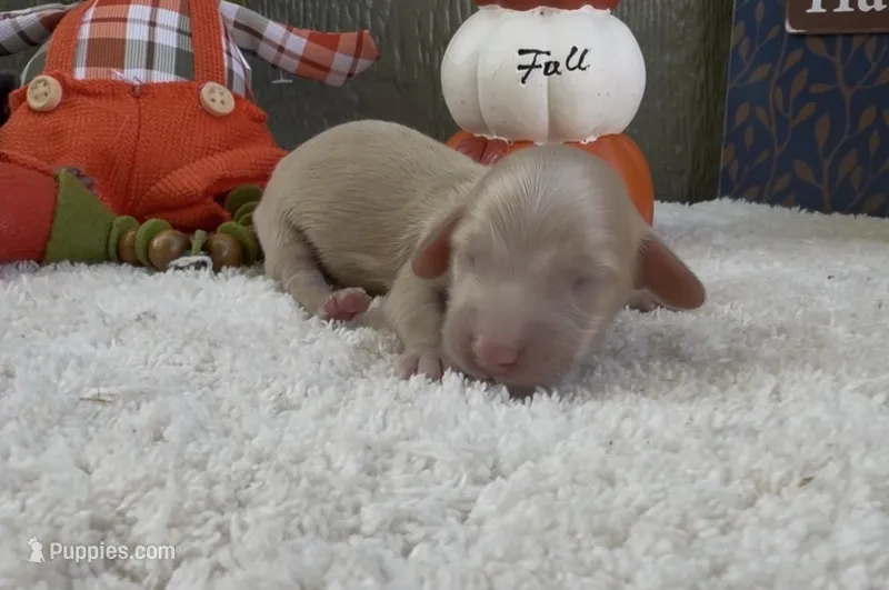 Dallas – Miniature Dachshund puppy for sale in Farmington, MO