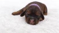 Purple, a female Miniature Dachshund for sale in Farmington, MO – 3 of 7