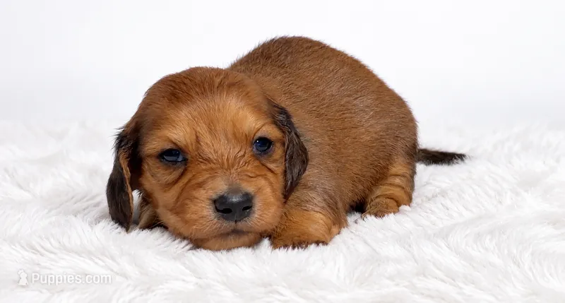Black – Miniature Dachshund puppy for sale in Farmington, MO