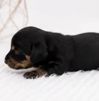 Peach, a female Miniature Dachshund for sale in Farmington, MO – 2 of 3