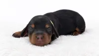 Green , a male Miniature Dachshund for sale in Farmington, MO – 2 of 5