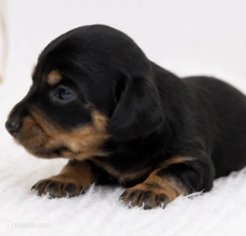 Peach – Miniature Dachshund puppy for sale in Farmington, MO