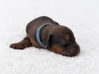 Blue, a male Miniature Dachshund for sale in Farmington, MO – 5 of 8