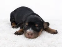 White, a female Miniature Dachshund for sale in Farmington, MO – 9 of 9