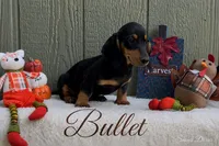 Bullet, a male Miniature Dachshund for sale in Desloge, MO – 3 of 4