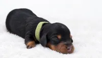 Green , a male Miniature Dachshund for sale in Farmington, MO – 4 of 5