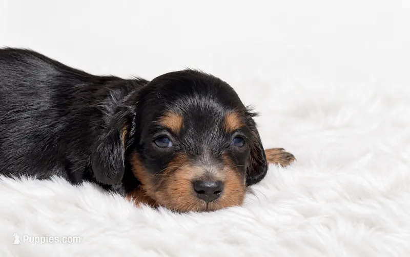 White – Miniature Dachshund puppy for sale in Farmington, MO