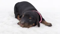 Pink, a male Miniature Dachshund for sale in Farmington, MO – 2 of 5