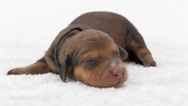 Black – Miniature Dachshund puppy for sale in Farmington, MO