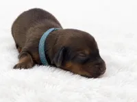Blue, a male Miniature Dachshund for sale in Farmington, MO – 7 of 8
