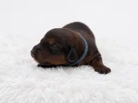 Blue, a male Miniature Dachshund for sale in Farmington, MO – 4 of 8
