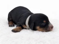 White, a female Miniature Dachshund for sale in Farmington, MO – 5 of 9