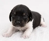 River, a male Miniature Dachshund for sale in Farmington, MO – 3 of 4