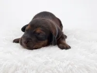 Blue, a male Miniature Dachshund for sale in Farmington, MO – 3 of 8