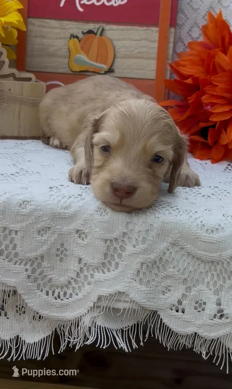 Donnie – Miniature Dachshund puppy for sale in Farmington, MO