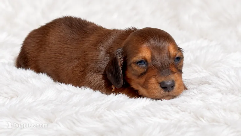 Blue – Miniature Dachshund puppy for sale in Farmington, MO