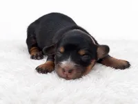 White, a female Miniature Dachshund for sale in Farmington, MO – 6 of 9