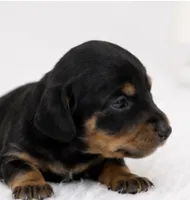 Peach, a female Miniature Dachshund for sale in Farmington, MO – 3 of 3