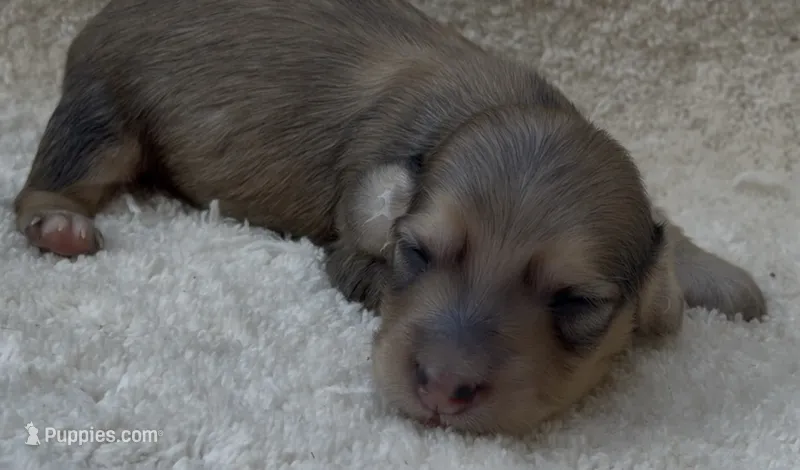 Carl dean – Miniature Dachshund puppy for sale in Farmington, MO