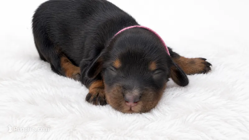 Pink – Miniature Dachshund puppy for sale in Farmington, MO