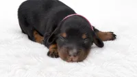 Pink, a male Miniature Dachshund for sale in Farmington, MO – 1 of 5