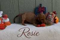 Rosie, a female Miniature Dachshund for sale in Desloge, MO – 4 of 4