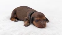 Black, a male Miniature Dachshund for sale in Farmington, MO – 5 of 7