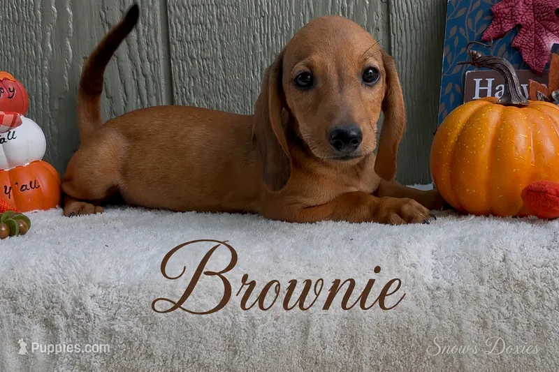 Brownie – Miniature Dachshund puppy for sale in Desloge, MO