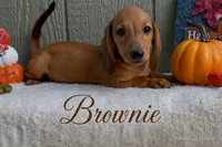 Brownie, a male Miniature Dachshund for sale in Desloge, MO – 1 of 4