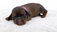 Purple, a female Miniature Dachshund for sale in Farmington, MO – 6 of 7