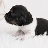 River, a male Miniature Dachshund for sale in Farmington, MO – 2 of 4