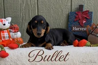 Bullet, a male Miniature Dachshund for sale in Desloge, MO – 2 of 4
