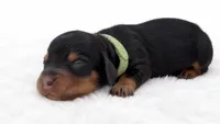 Green , a male Miniature Dachshund for sale in Farmington, MO – 3 of 5