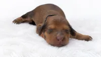 Black, a male Miniature Dachshund for sale in Farmington, MO – 2 of 7