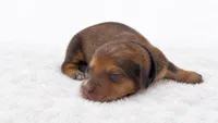 Black, a male Miniature Dachshund for sale in Farmington, MO – 3 of 7