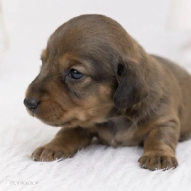 Remmi – Miniature Dachshund puppy for sale in Farmington, MO