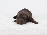 Blue, a male Miniature Dachshund for sale in Farmington, MO – 2 of 8