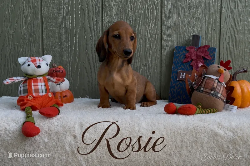 Rosie – Miniature Dachshund puppy for sale in Desloge, MO