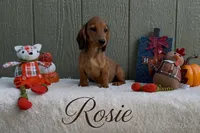 Rosie, a female Miniature Dachshund for sale in Desloge, MO – 1 of 4