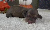 Dolly, a female Miniature Dachshund for sale in Farmington, MO – 2 of 4