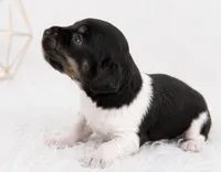 River, a male Miniature Dachshund for sale in Farmington, MO – 4 of 4