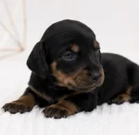 Luna, a female Miniature Dachshund for sale in Farmington, MO – 4 of 4