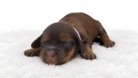 Purple, a female Miniature Dachshund for sale in Farmington, MO – 4 of 7