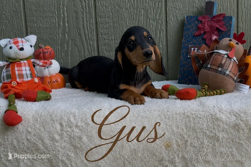 Gus – Miniature Dachshund puppy for sale in Desloge, MO