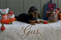 Gus, a male Miniature Dachshund for sale in Desloge, MO – 1 of 4