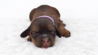 Purple, a female Miniature Dachshund for sale in Farmington, MO – 2 of 7