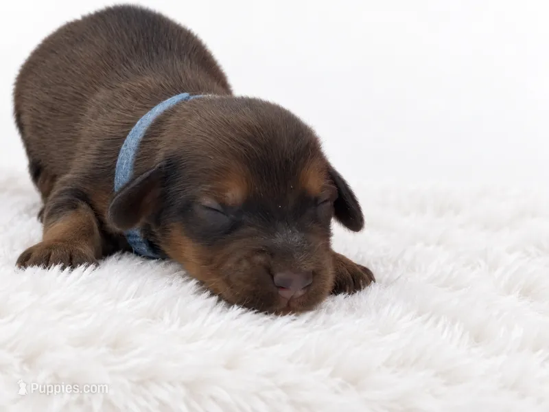 Blue – Miniature Dachshund puppy for sale in Farmington, MO