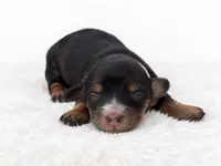 White, a female Miniature Dachshund for sale in Farmington, MO – 4 of 9